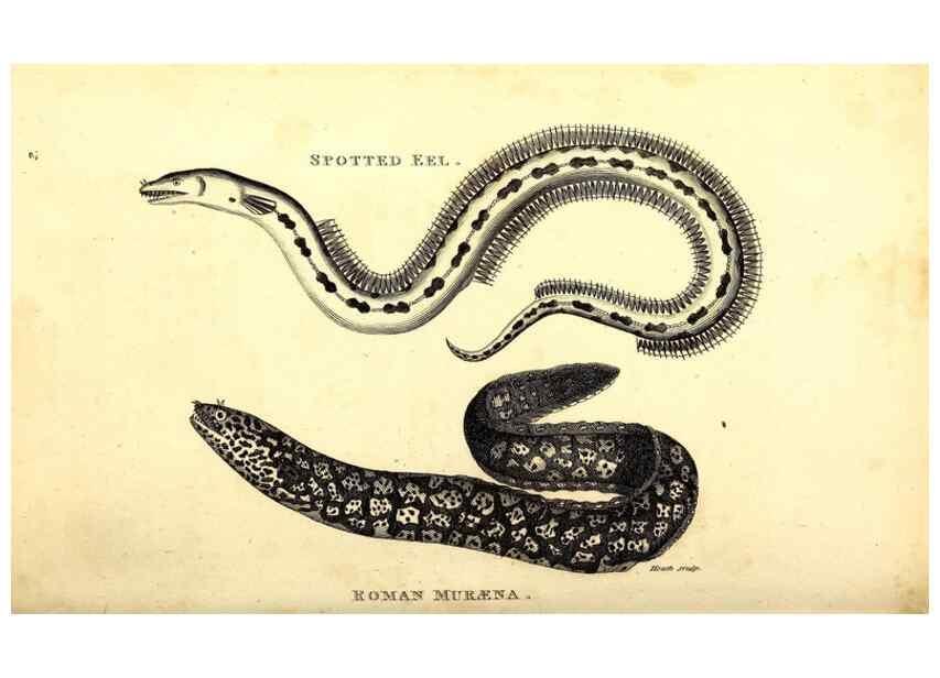 Reproducción/Reproduction 49826644996: General zoology, or Systematic natural history. London,Printed for G. Kearsley,1800-1826.. 
