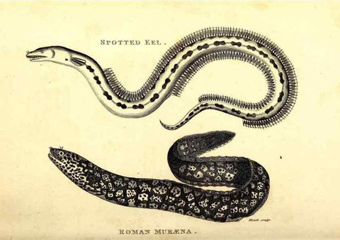 Reproducción/Reproduction 49826644996: General zoology, or Systematic natural history. London,Printed for G. Kearsley,1800-1826.. 