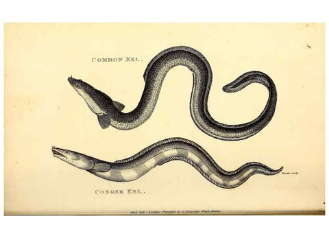 Reproducción/Reproduction 49826959357: General zoology, or Systematic natural history. London,Printed for G. Kearsley,1800-1826.. 