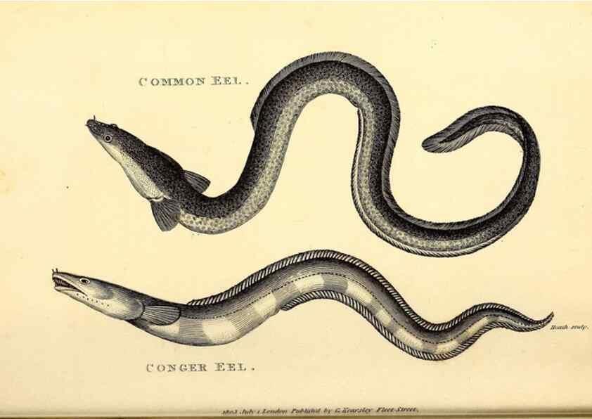 Reproducción/Reproduction 49826959357: General zoology, or Systematic natural history. London,Printed for G. Kearsley,1800-1826.. 