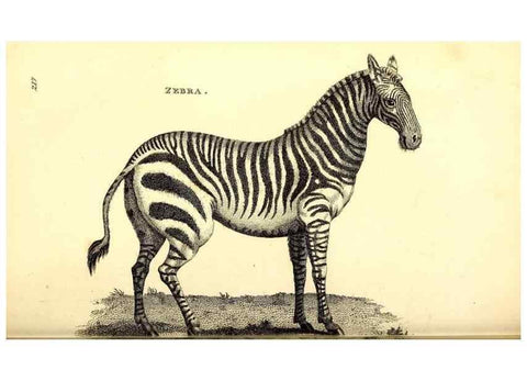 Reproducción/Reproduction 49826543971: General zoology, or Systematic natural history. London,Printed for G. Kearsley,1800-1826.. 