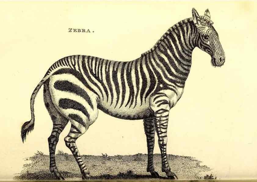 Reproducción/Reproduction 49826543971: General zoology, or Systematic natural history. London,Printed for G. Kearsley,1800-1826.. 