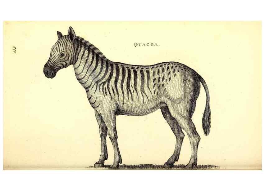 Reproducción/Reproduction 49826544266: General zoology, or Systematic natural history. London,Printed for G. Kearsley,1800-1826.. 