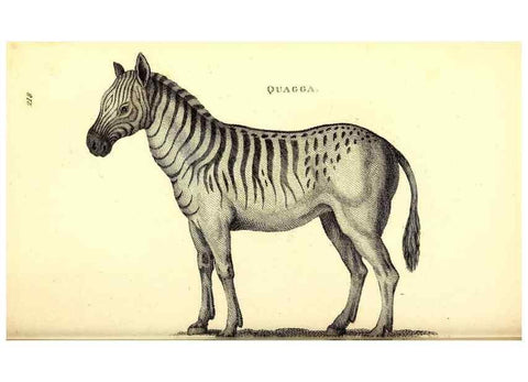 Reproducción/Reproduction 49826544266: General zoology, or Systematic natural history. London,Printed for G. Kearsley,1800-1826.. 