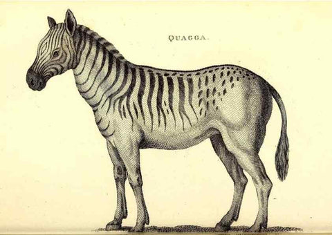 Reproducción/Reproduction 49826544266: General zoology, or Systematic natural history. London,Printed for G. Kearsley,1800-1826.. 