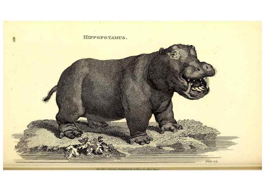 Reproducción/Reproduction 49826861042: General zoology, or Systematic natural history. London,Printed for G. Kearsley,1800-1826.. 