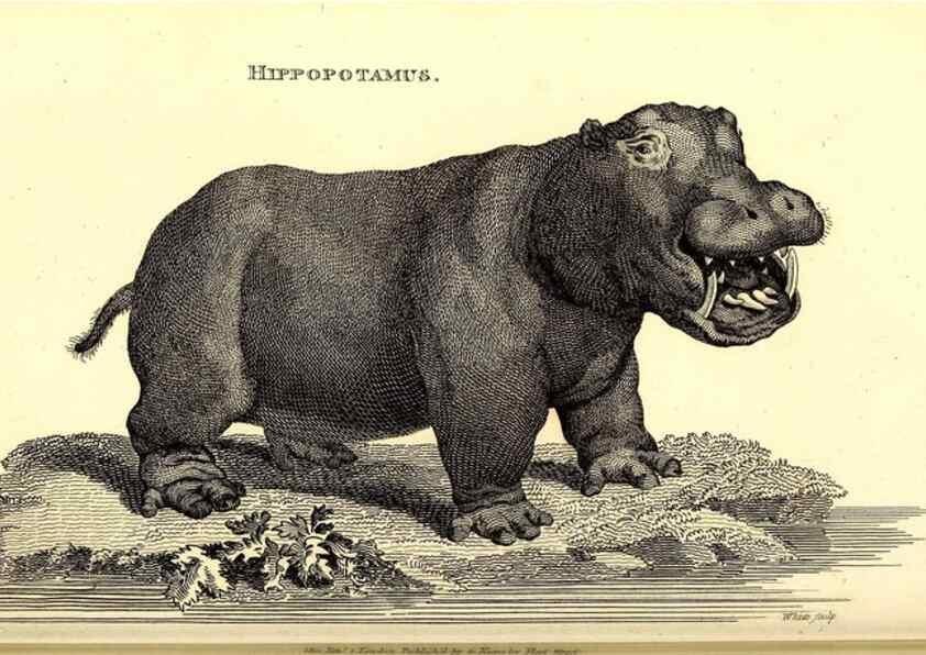 Reproducción/Reproduction 49826861042: General zoology, or Systematic natural history. London,Printed for G. Kearsley,1800-1826.. 