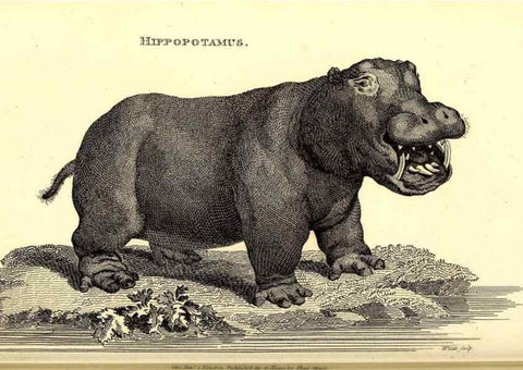 Reproducción/Reproduction 49826861042: General zoology, or Systematic natural history. London,Printed for G. Kearsley,1800-1826.. 
