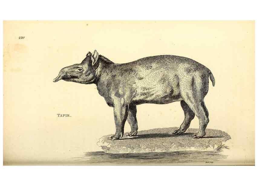 Reproducción/Reproduction 49826012298: General zoology, or Systematic natural history. London,Printed for G. Kearsley,1800-1826.. 