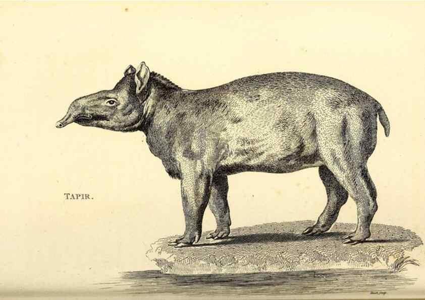 Reproducción/Reproduction 49826012298: General zoology, or Systematic natural history. London,Printed for G. Kearsley,1800-1826.. 