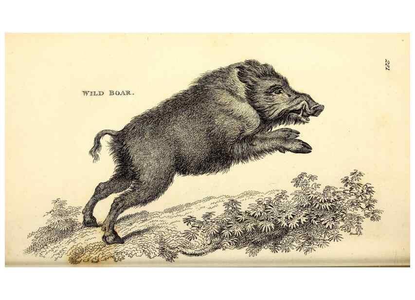 Reproducción/Reproduction 49826012648: General zoology, or Systematic natural history. London,Printed for G. Kearsley,1800-1826.. 