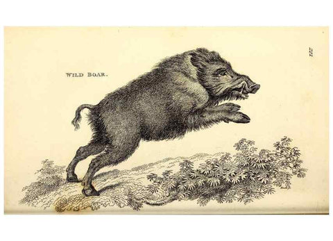 Reproducción/Reproduction 49826012648: General zoology, or Systematic natural history. London,Printed for G. Kearsley,1800-1826.. 