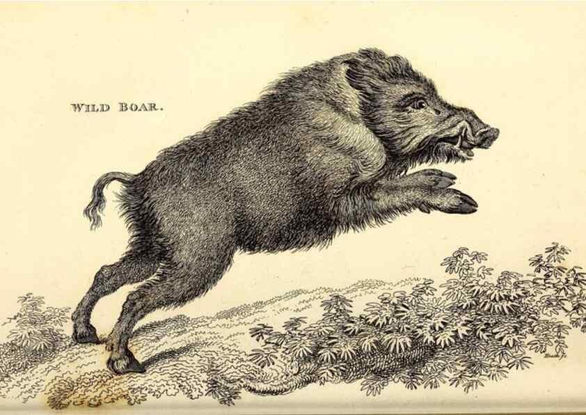 Reproducción/Reproduction 49826012648: General zoology, or Systematic natural history. London,Printed for G. Kearsley,1800-1826.. 