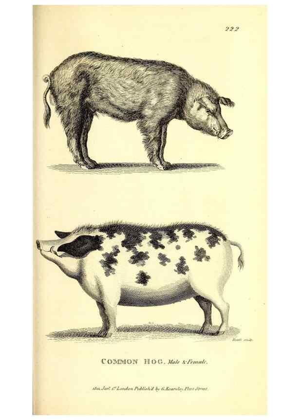 Reproducción/Reproduction 49826862052: General zoology, or Systematic natural history. London,Printed for G. Kearsley,1800-1826.. 