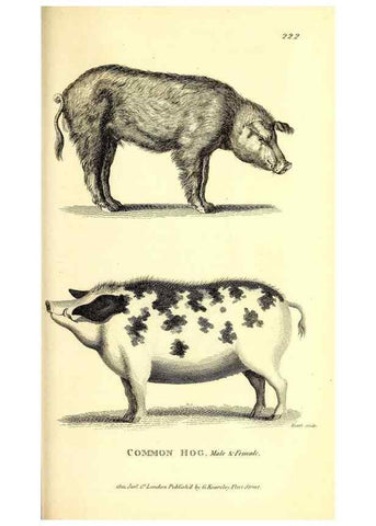 Reproducción/Reproduction 49826862052: General zoology, or Systematic natural history. London,Printed for G. Kearsley,1800-1826.. 