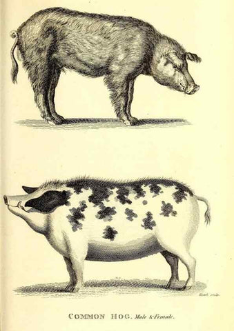 Reproducción/Reproduction 49826862052: General zoology, or Systematic natural history. London,Printed for G. Kearsley,1800-1826.. 