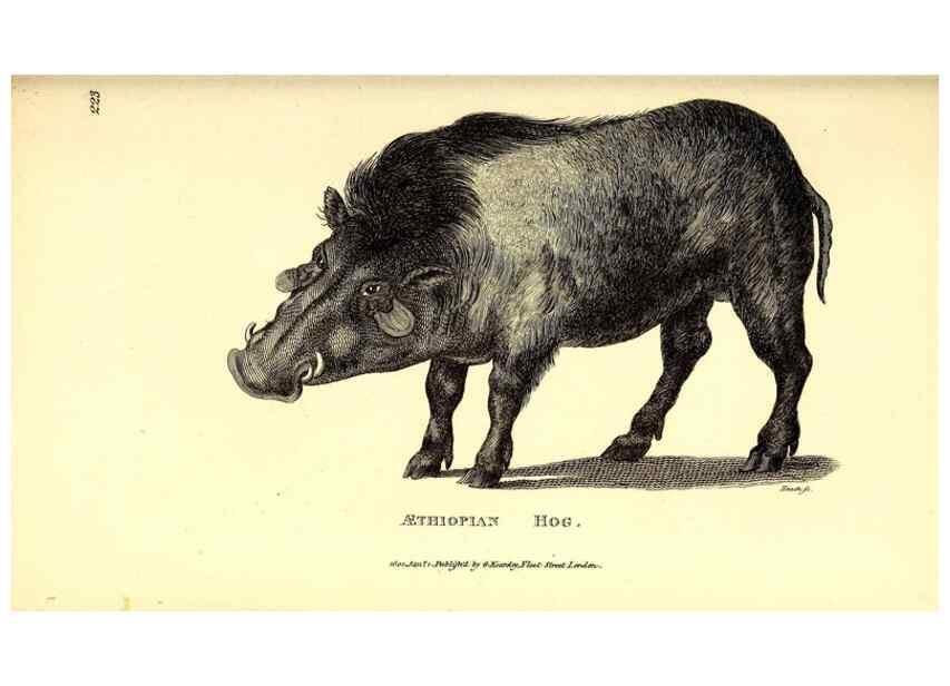 Reproducción/Reproduction 49826546031: General zoology, or Systematic natural history. London,Printed for G. Kearsley,1800-1826.. 