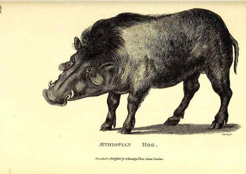 Reproducción/Reproduction 49826546031: General zoology, or Systematic natural history. London,Printed for G. Kearsley,1800-1826.. 