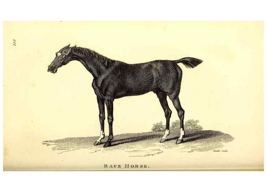 Reproducción/Reproduction 49826010533: General zoology, or Systematic natural history. London,Printed for G. Kearsley,1800-1826.. 