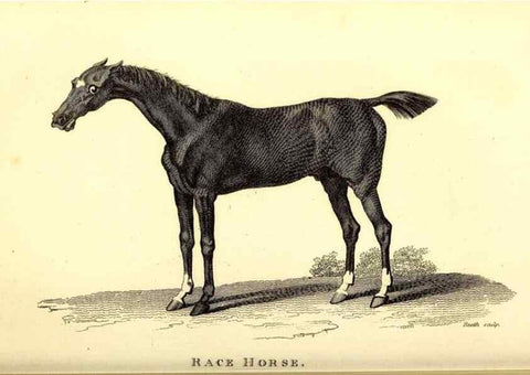 Reproducción/Reproduction 49826010533: General zoology, or Systematic natural history. London,Printed for G. Kearsley,1800-1826.. 