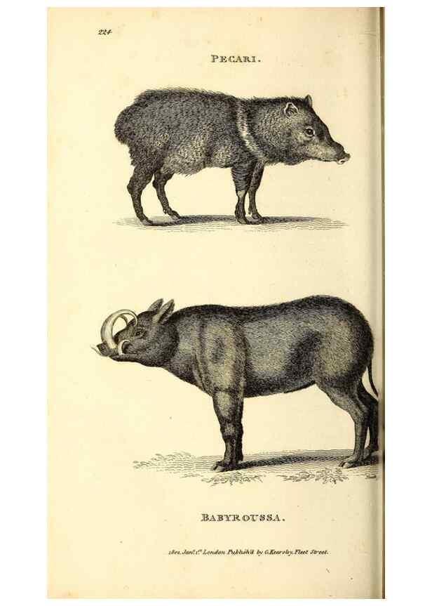 Reproducción/Reproduction 49826546291: General zoology, or Systematic natural history. London,Printed for G. Kearsley,1800-1826.. 