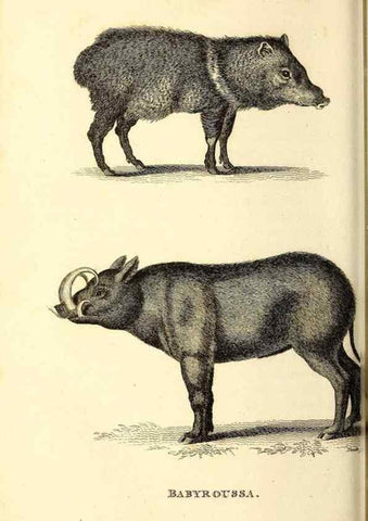 Reproducción/Reproduction 49826546291: General zoology, or Systematic natural history. London,Printed for G. Kearsley,1800-1826.. 