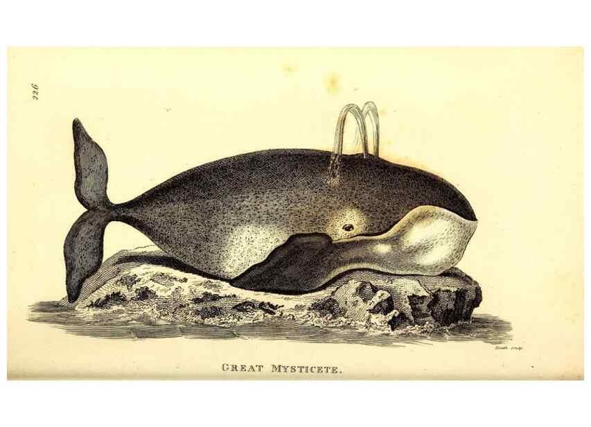 Reproducción/Reproduction 49826546811: General zoology, or Systematic natural history. London,Printed for G. Kearsley,1800-1826.. 