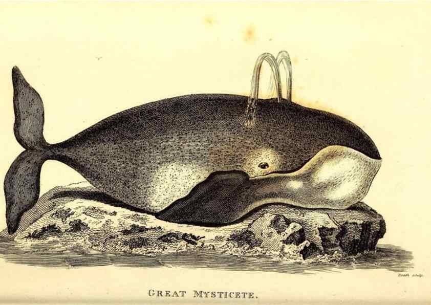Reproducción/Reproduction 49826546811: General zoology, or Systematic natural history. London,Printed for G. Kearsley,1800-1826.. 