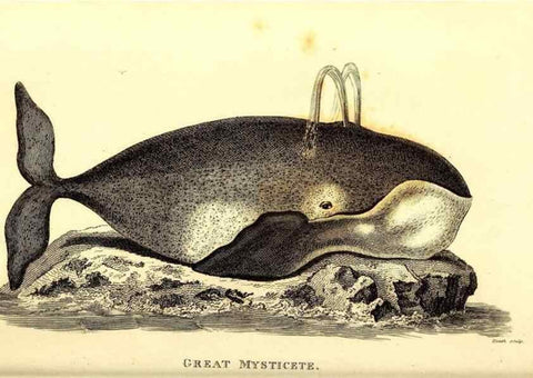 Reproducción/Reproduction 49826546811: General zoology, or Systematic natural history. London,Printed for G. Kearsley,1800-1826.. 