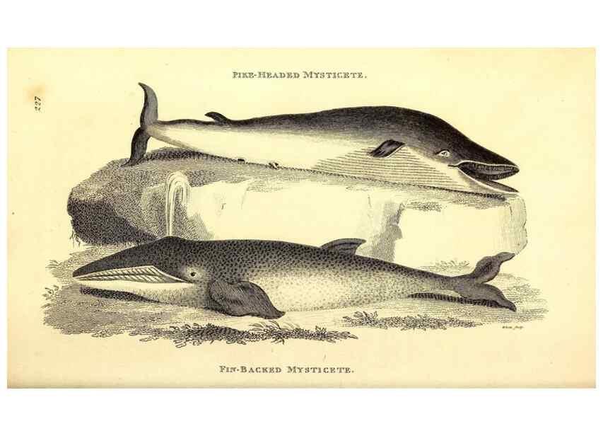 Reproducción/Reproduction 49826014473: General zoology, or Systematic natural history. London,Printed for G. Kearsley,1800-1826.. 