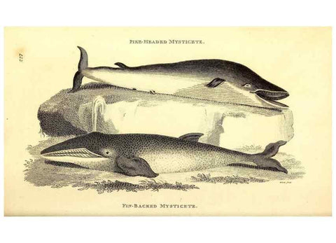 Reproducción/Reproduction 49826014473: General zoology, or Systematic natural history. London,Printed for G. Kearsley,1800-1826.. 