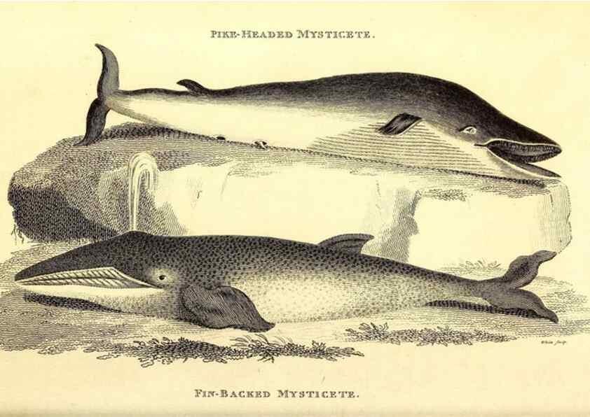 Reproducción/Reproduction 49826014473: General zoology, or Systematic natural history. London,Printed for G. Kearsley,1800-1826.. 