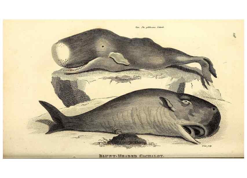 Reproducción/Reproduction 49826014793: General zoology, or Systematic natural history. London,Printed for G. Kearsley,1800-1826.. 