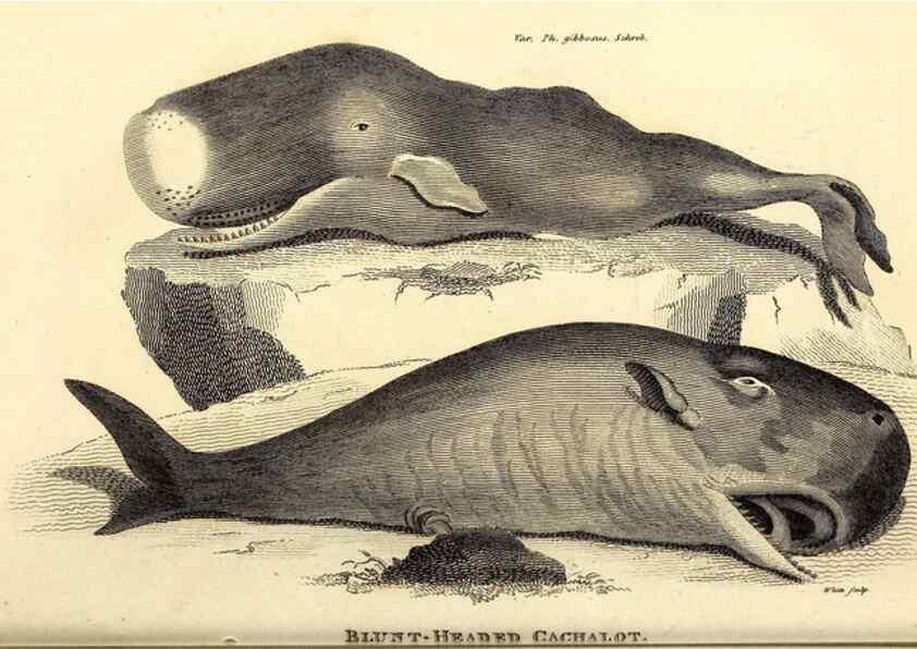 Reproducción/Reproduction 49826014793: General zoology, or Systematic natural history. London,Printed for G. Kearsley,1800-1826.. 
