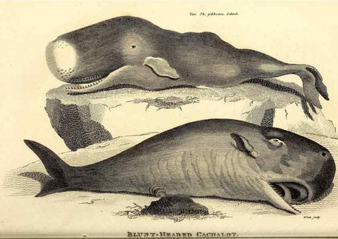 Reproducción/Reproduction 49826014793: General zoology, or Systematic natural history. London,Printed for G. Kearsley,1800-1826.. 