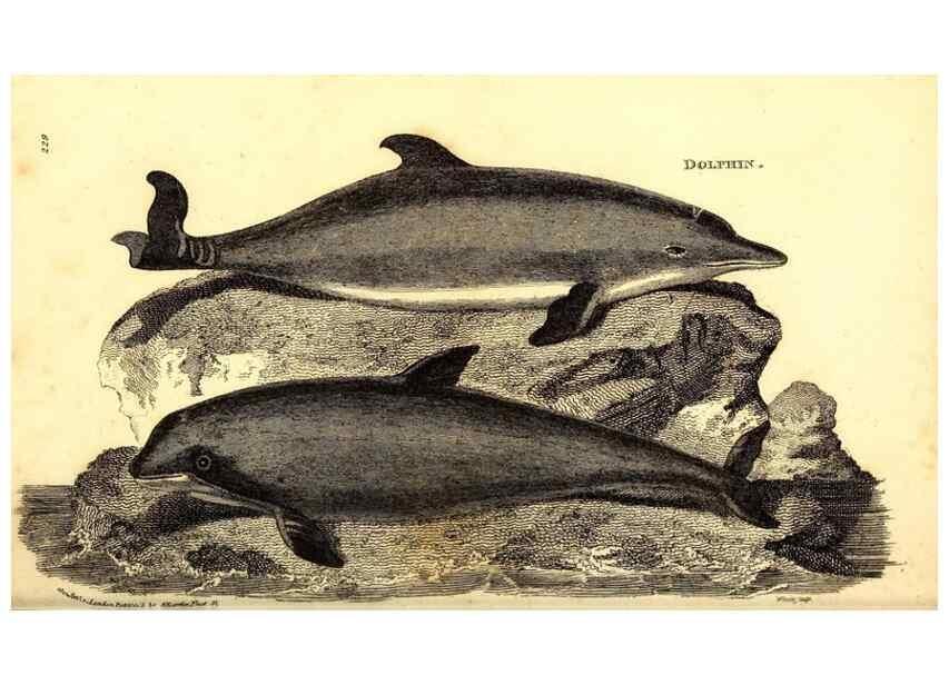 Reproducción/Reproduction 49826864377: General zoology, or Systematic natural history. London,Printed for G. Kearsley,1800-1826.. 