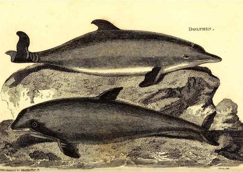 Reproducción/Reproduction 49826864377: General zoology, or Systematic natural history. London,Printed for G. Kearsley,1800-1826.. 