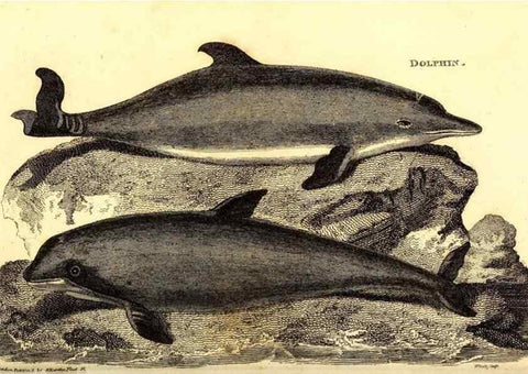 Reproducción/Reproduction 49826864377: General zoology, or Systematic natural history. London,Printed for G. Kearsley,1800-1826.. 