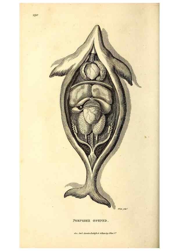 Reproducción/Reproduction 49826864702: General zoology, or Systematic natural history. London,Printed for G. Kearsley,1800-1826.. 