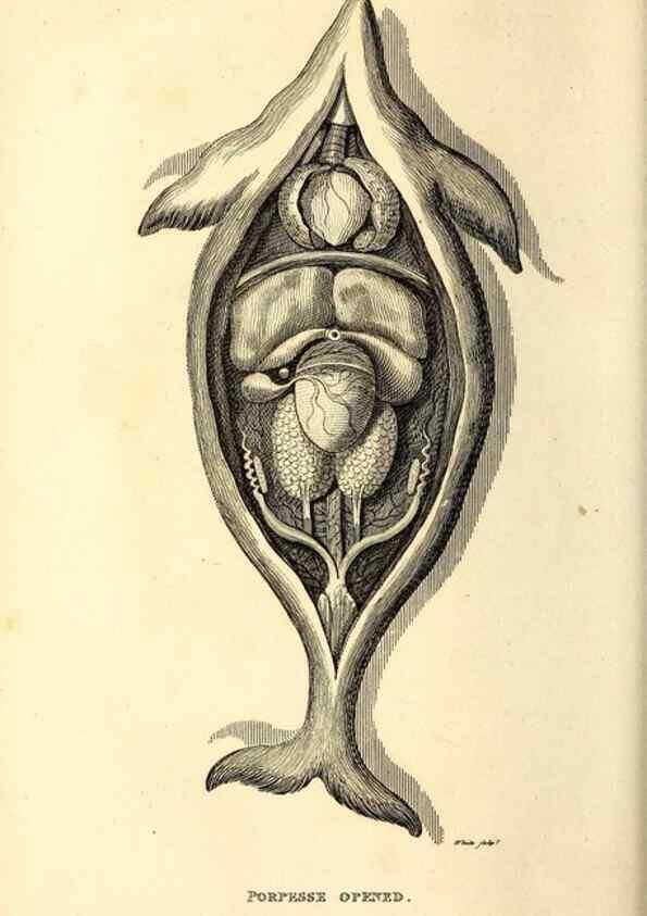 Reproducción/Reproduction 49826864702: General zoology, or Systematic natural history. London,Printed for G. Kearsley,1800-1826.. 