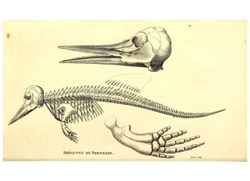 Reproducción/Reproduction 49826865092: General zoology, or Systematic natural history. London,Printed for G. Kearsley,1800-1826.. 