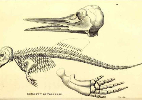 Reproducción/Reproduction 49826865092: General zoology, or Systematic natural history. London,Printed for G. Kearsley,1800-1826.. 