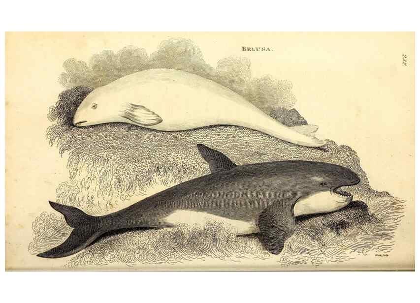 Reproducción/Reproduction 49826016108: General zoology, or Systematic natural history. London,Printed for G. Kearsley,1800-1826.. 
