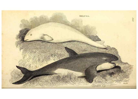 Reproducción/Reproduction 49826016108: General zoology, or Systematic natural history. London,Printed for G. Kearsley,1800-1826.. 