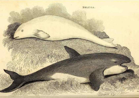 Reproducción/Reproduction 49826016108: General zoology, or Systematic natural history. London,Printed for G. Kearsley,1800-1826.. 