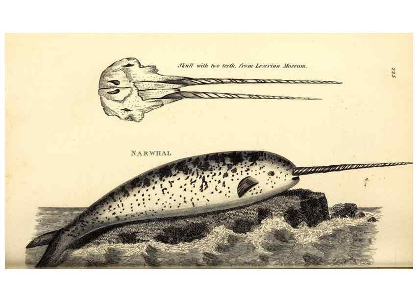 Reproducción/Reproduction 49826546551: General zoology, or Systematic natural history. London,Printed for G. Kearsley,1800-1826.. 