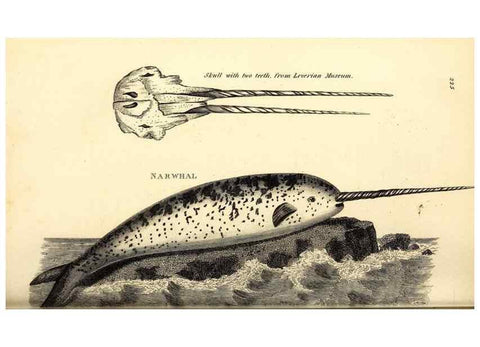 Reproducción/Reproduction 49826546551: General zoology, or Systematic natural history. London,Printed for G. Kearsley,1800-1826.. 