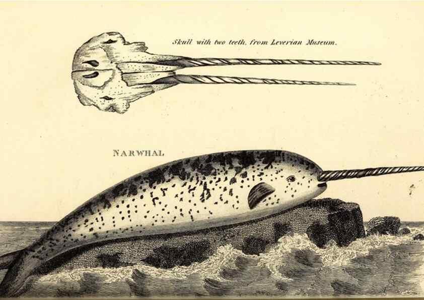 Reproducción/Reproduction 49826546551: General zoology, or Systematic natural history. London,Printed for G. Kearsley,1800-1826.. 