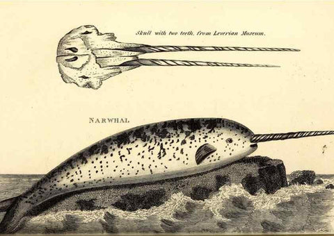 Reproducción/Reproduction 49826546551: General zoology, or Systematic natural history. London,Printed for G. Kearsley,1800-1826.. 