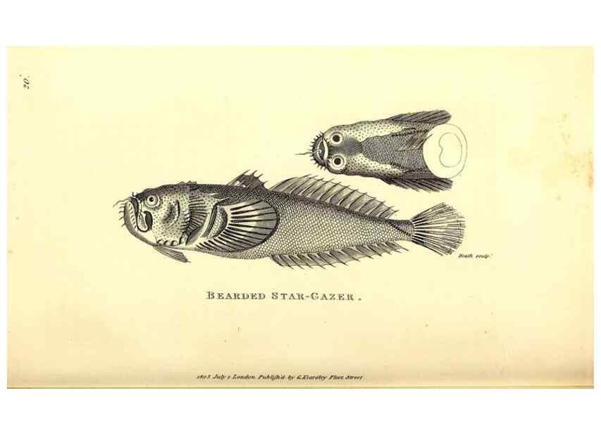Reproducción/Reproduction 49826963957: General zoology, or Systematic natural history. London,Printed for G. Kearsley,1800-1826.. 